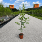 Jaseň úzkolistý (Fraxinus angustifolia) ´RAYWOOD´ - výška 120-150 cm, kont. C5L